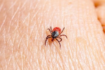 Угрозе нападения клещей в Чехии присвоен максимальный уровень