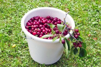 В Праге непривередливые воры-домушники брали все подряд: видео