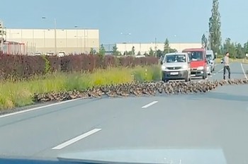 В Чехии сотни диких утят перегородили дорогу: видео