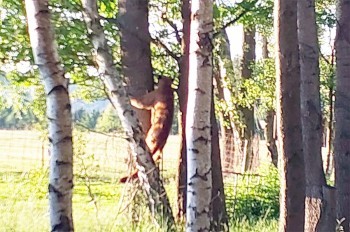 В Чехии никак не могут поймать сбежавшую пуму