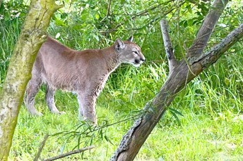 В Чехии наконец-то поймали сбежавшую пуму. Она упорно не хотела засыпать