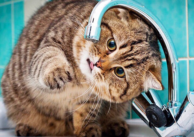 Жители пражских Голешовиц на 2 дня останутся без воды