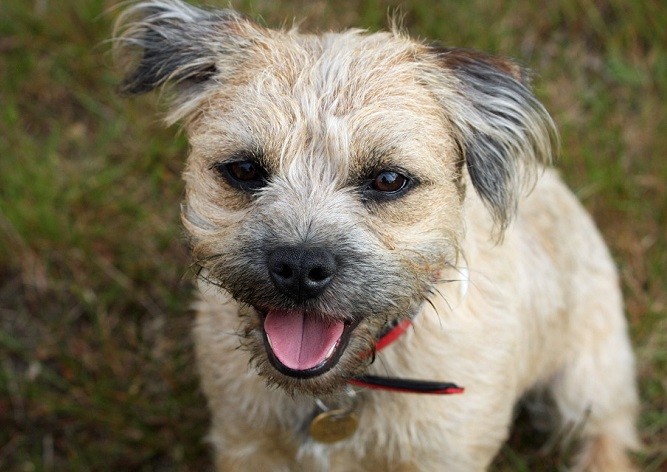 В Чехии спасатели 6 дней боролись за жизнь собаки