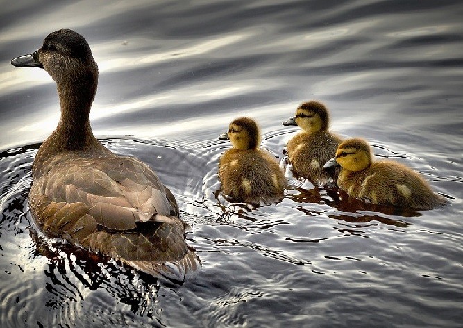 В Чехии неизвестный стрелял по уткам иглами из арбалета