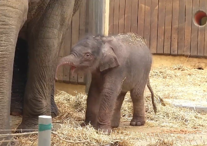 В чешском зоопарке родился слоненок