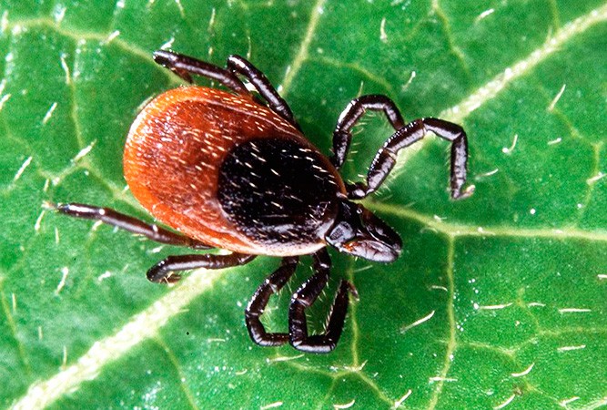 В пражском лесопарке обнаружили энцефалитных клещей