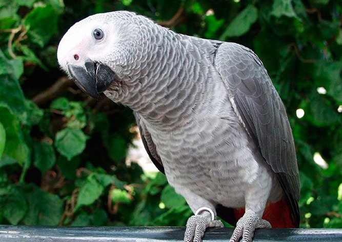 «Показания» попугая помогли осудить американку за убийство мужа