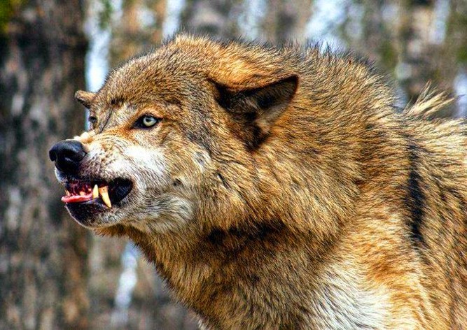 Волк покусал 3-летнюю девочку в чешском зоопарке