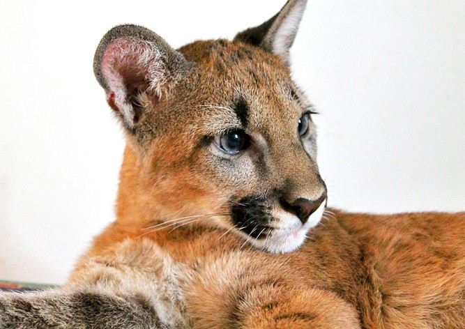 Из чешского зоопарка сбежала пума