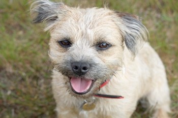 В Чехии спасатели 6 дней боролись за жизнь собаки