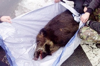  Дикий кабан задержал рейс в пражском аэропорту