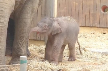 В чешском зоопарке родился слоненок