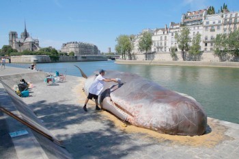 На берег Сены в Париже «выбросился» огромный «кашалот»