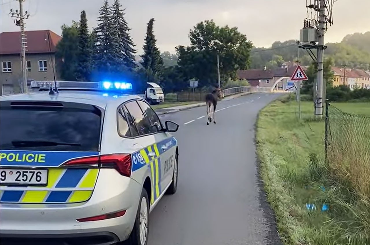 В Чехии полицейские сопроводили лося-иностранца до леса: видео