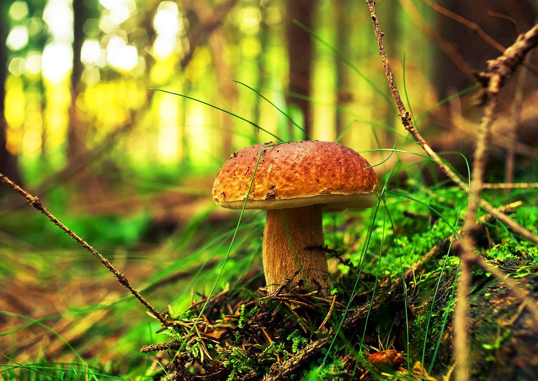 Синоптики обновили карту грибных мест в Чехии