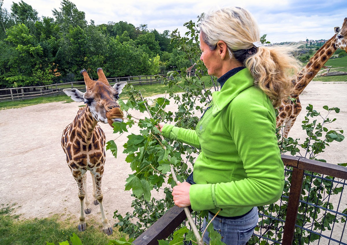 Пражский зоопарк объявил вечернюю скидку до конца лета