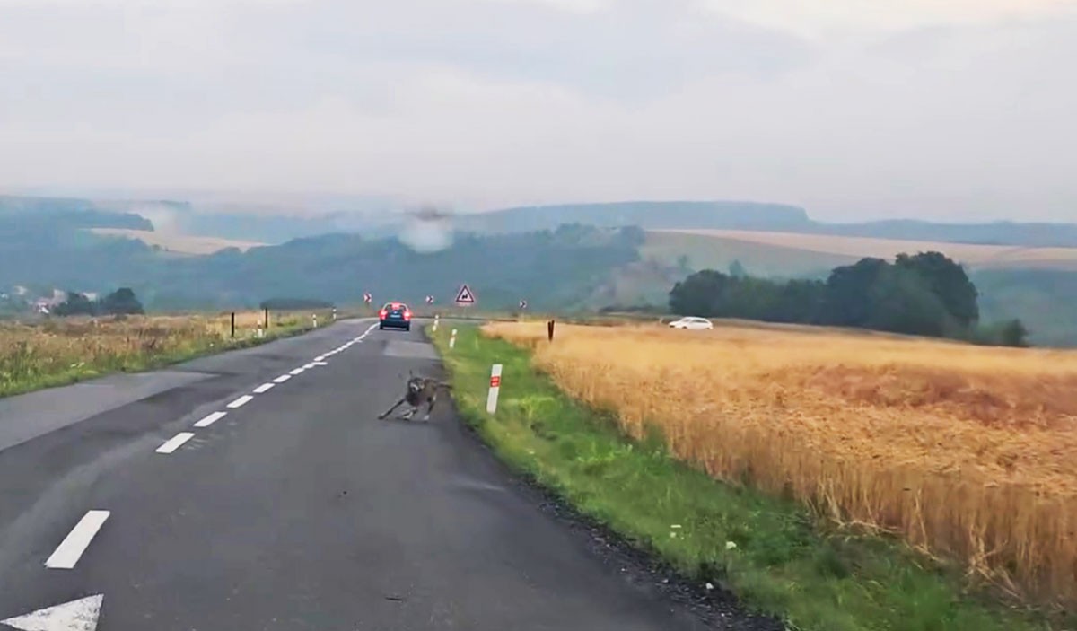 Игривый волк на дороге удивил водителя в Чехии: видео