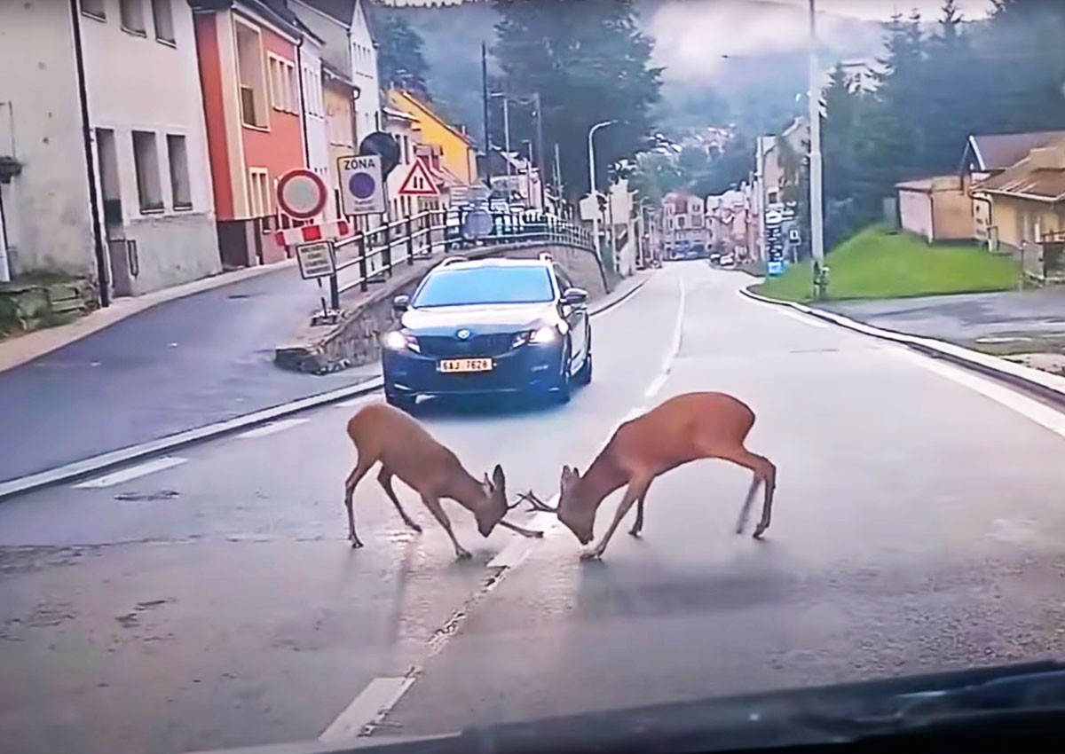 В Чехии косули устроили бой посреди дороги: видео