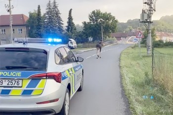 В Чехии полицейские сопроводили лося-иностранца до леса: видео