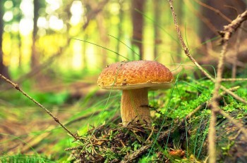 Синоптики обновили карту грибных мест в Чехии