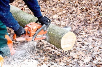 На жителя Чехии упало дерево, которое он спилил