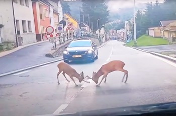 В Чехии косули устроили бой посреди дороги: видео