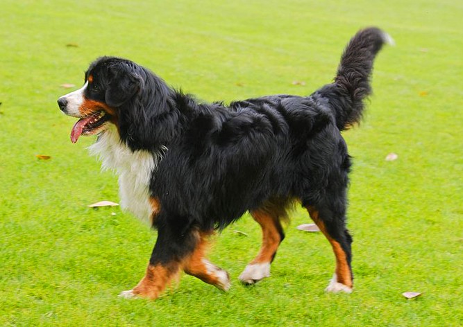 Чешские полицейские перекрыли автомагистраль ради собаки