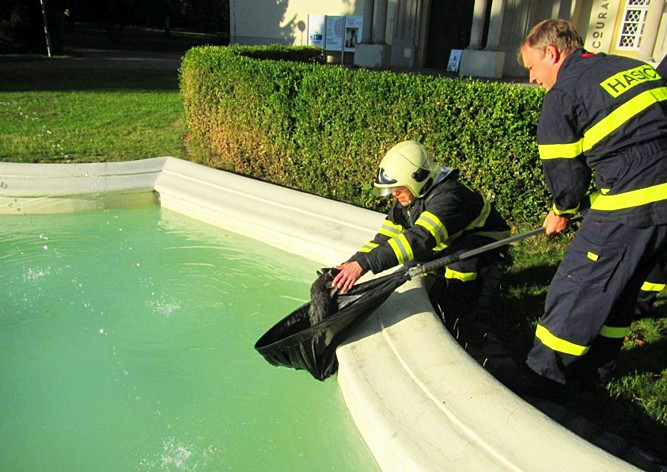 Чешские пожарные спасли из бассейна котенка