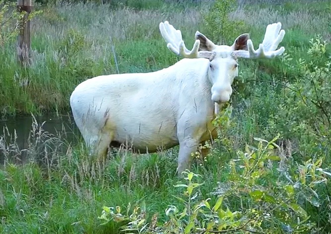 Сказочная красота: житель Швеции встретил в лесу редкого белого лося