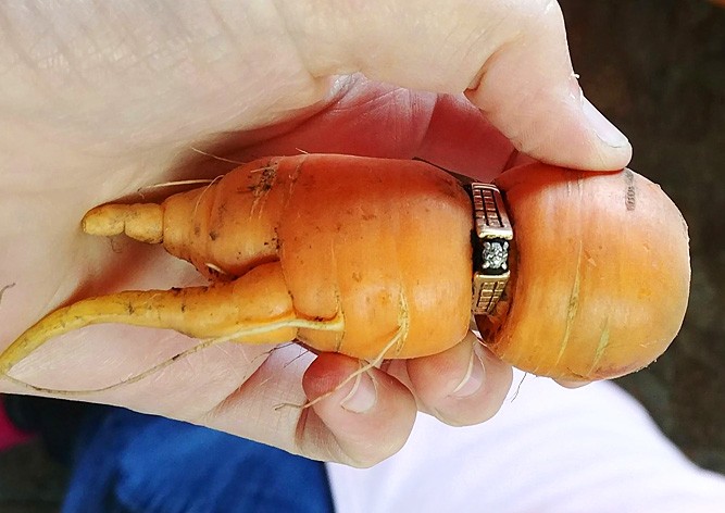 Потерянное обручальное кольцо нашлось на морковке 13 лет спустя