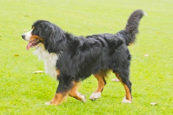 Чешские полицейские перекрыли автомагистраль ради собаки
