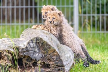 Пражский зоопарк представит посетителям пятерых гепардят