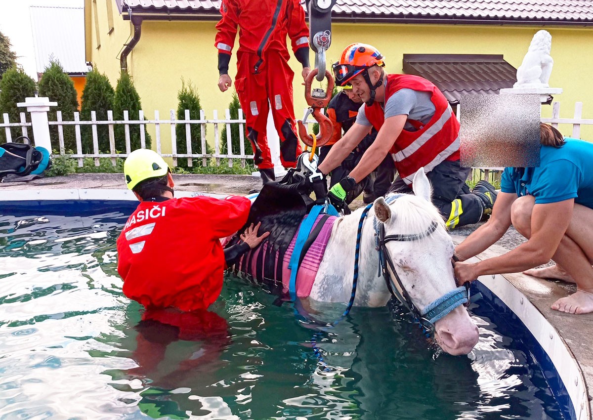В Чехии пожарные вытащили из бассейна коня