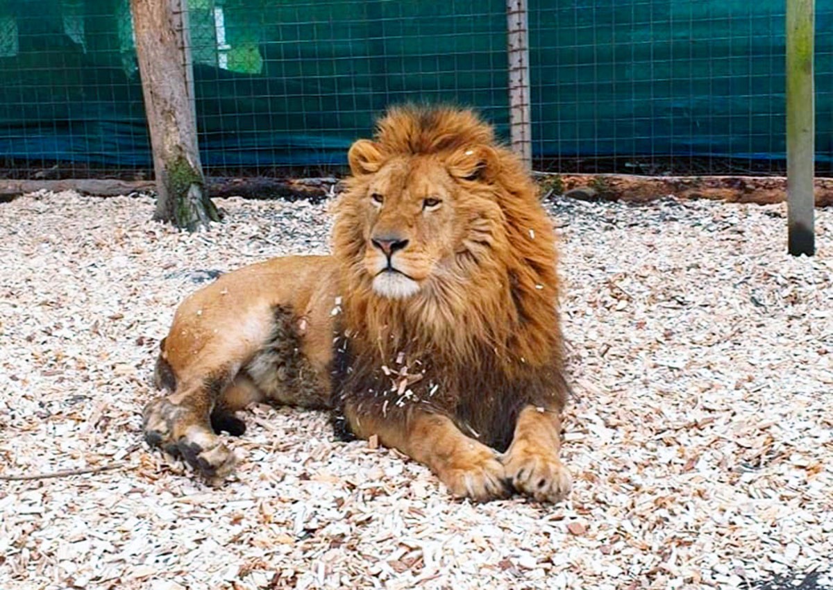 Под Прагой полицейские застрелили льва, сбежавшего из зоопарка