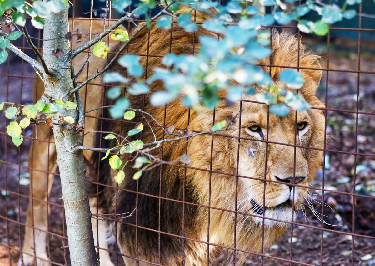 Полиция пояснила, почему сбежавшего из зоопарка льва пришлось застрелить