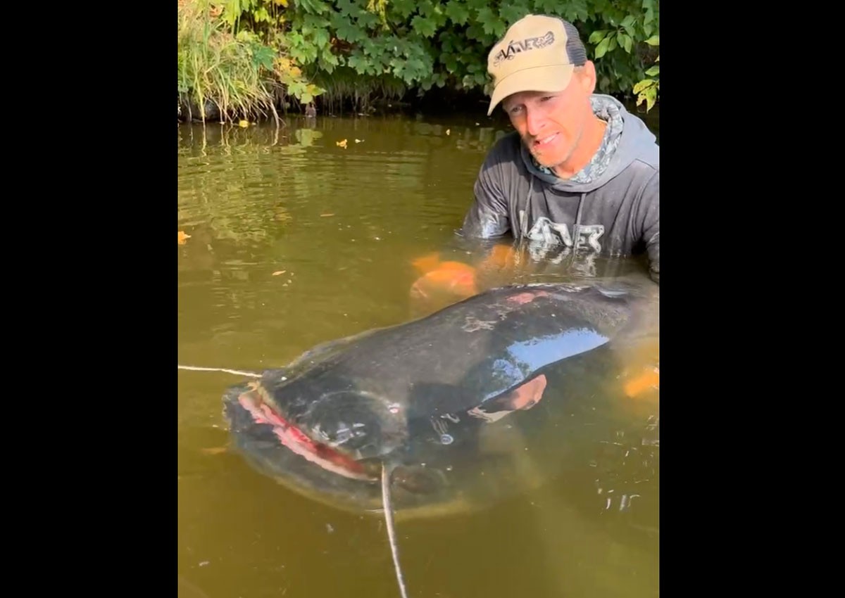 Второй рекорд за две недели: рыбак поймал самого большого сома в истории Чехии