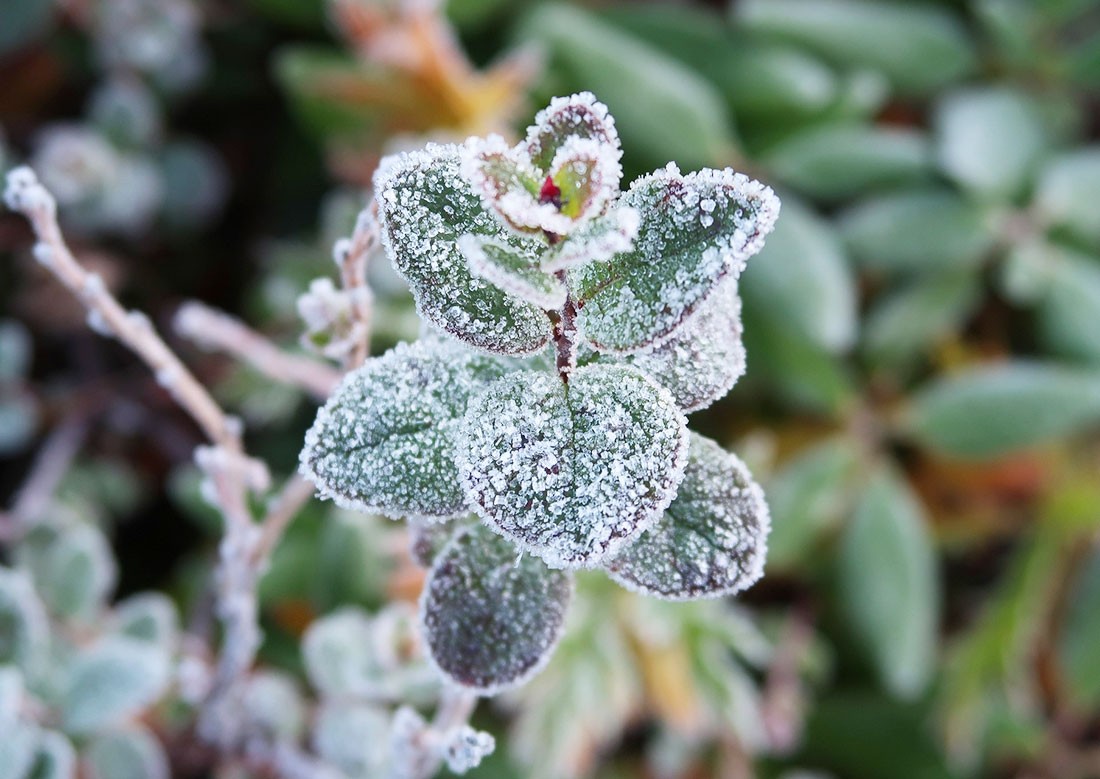 В горах Чехии ночью зарегистрировали мороз