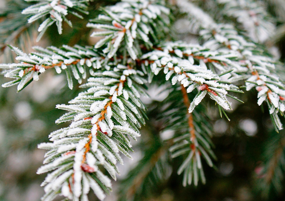 Чехия пережила самую холодную ночь нынешнего лета