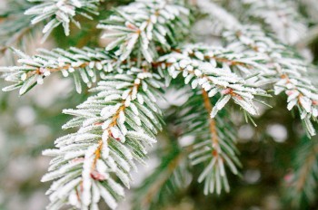 Чехия пережила самую холодную ночь нынешнего лета