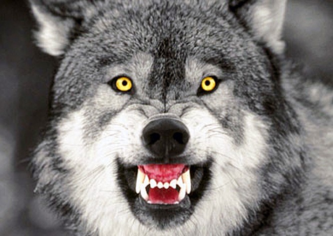 История с нападением волка на девочку в чешском зоопарке получила продолжение