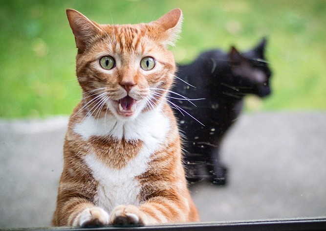 Лауреат Шнобелевской премии доказал, что кошки бывают жидкими