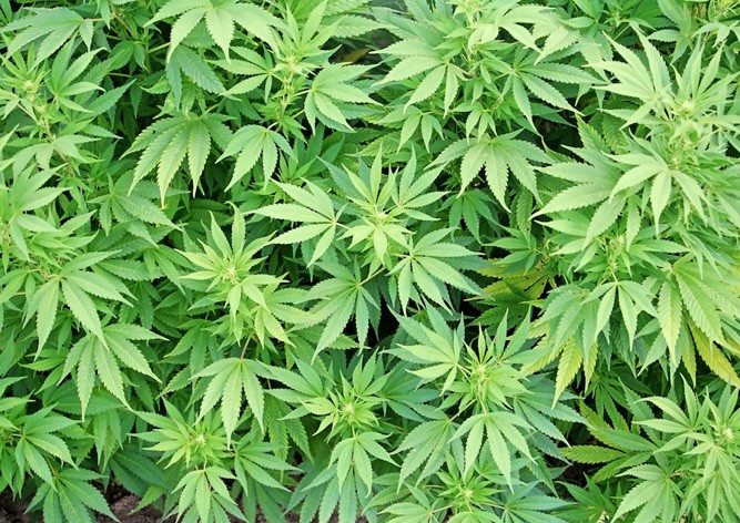 В Чехии недальновидная пенсионерка заявила в полицию о краже конопли