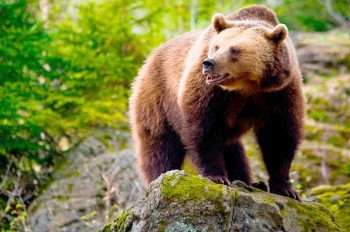 Пьяный чех забрался в вольер к медведю: видео