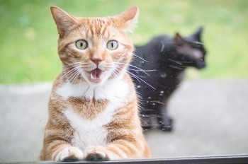 Лауреат Шнобелевской премии доказал, что кошки бывают жидкими