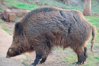 Дикая кабаниха загнала жителя Карловых Вар на забор