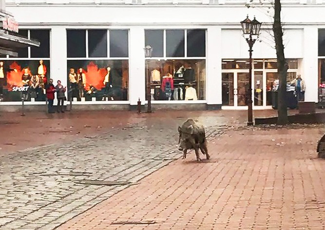 Дикие кабаны «атаковали» немецкий город: 4 пострадавших