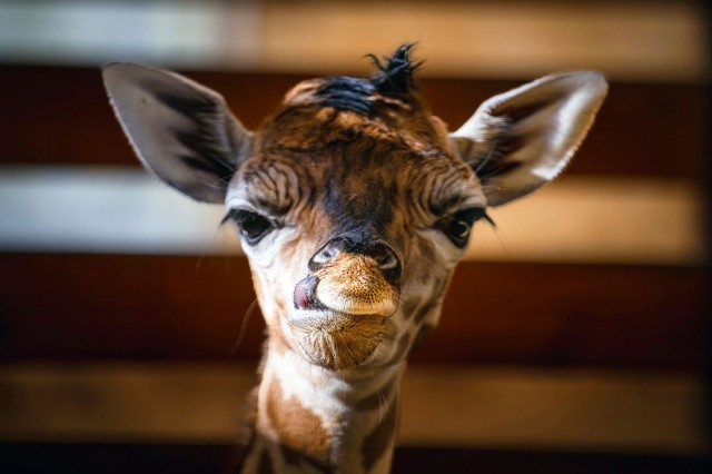 В чешском зоопарке родился редкий жирафёнок: фото и видео