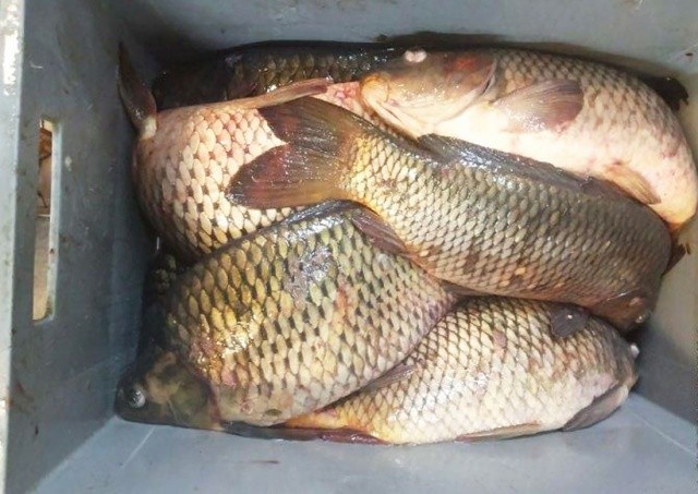 В Праге ресторан оставил живую рыбу без воды. Ему грозит крупный штраф