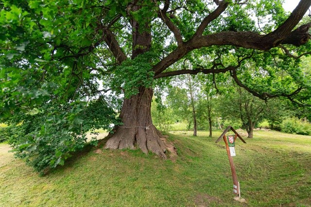 В Чехии выбрали самое красивое дерево 2024 года