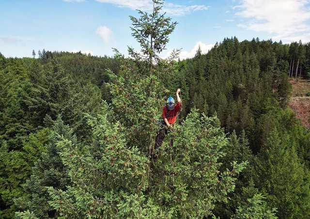 В Чехии измерили самое высокое дерево страны: видео